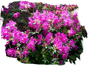azaleas