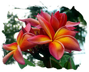 Plumeria photo