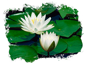 Waterlilly Photo